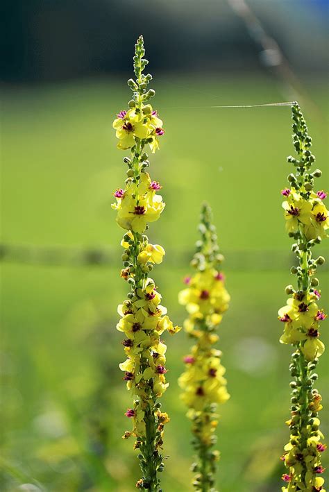 Mullein is POSSIBLY SAFE for when applied to the ear, short-term. . Is smoking mullein safe